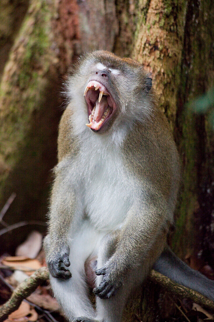 Monkey at the Gunung Leuser National Park near Bukit Lawang in N, Island of Sumatra, Indonesia, Southeast Asia