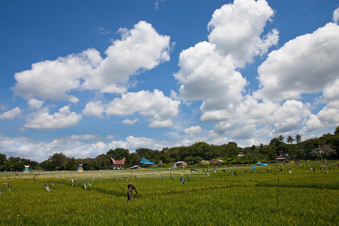 Rice fields on Pulau Samosir Island in Lake Toba in North Sumatr, Island of Sumatra, Indonesia, Southeast Asia