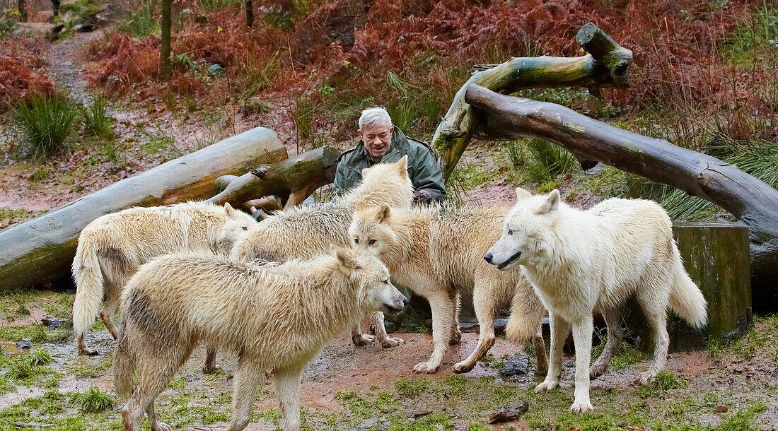 Man with pack of wolves, Wolfspark Werner Freund, City of wolves, Merzig, Saarland, Germany, Europe