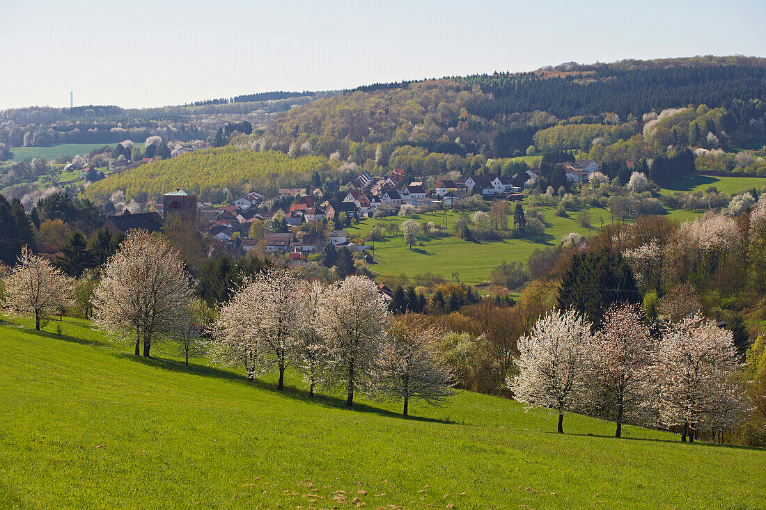 Kirschblüte und Frühlingsgrün bei Dirmingen, Saarland, Deutschland, Europa