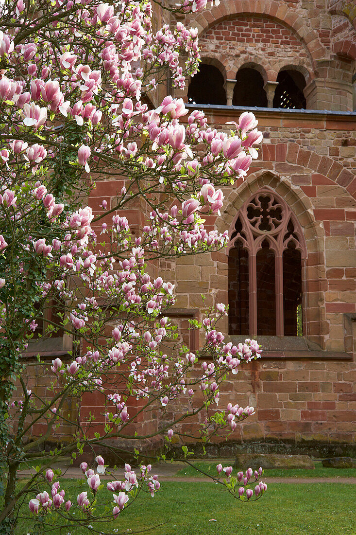 Blooming magnolia at the old tower in the park of the old abbey, adventure center VilleroyBoch, Mettlach, Saarland, Germany, Europe