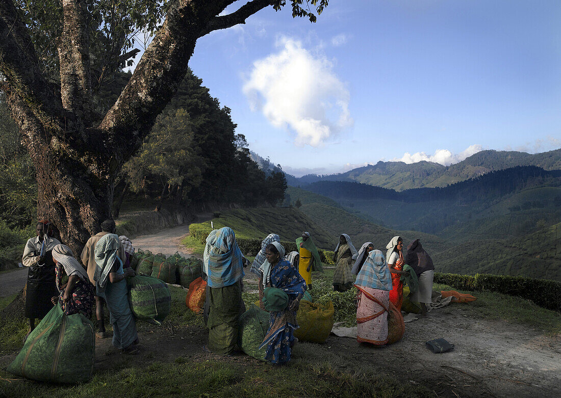 Tea pickers  on path, Kerala, South India