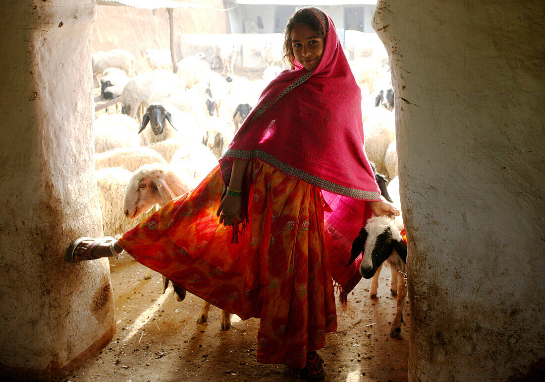 Young girl with flock of sheep, Rajasthan, India