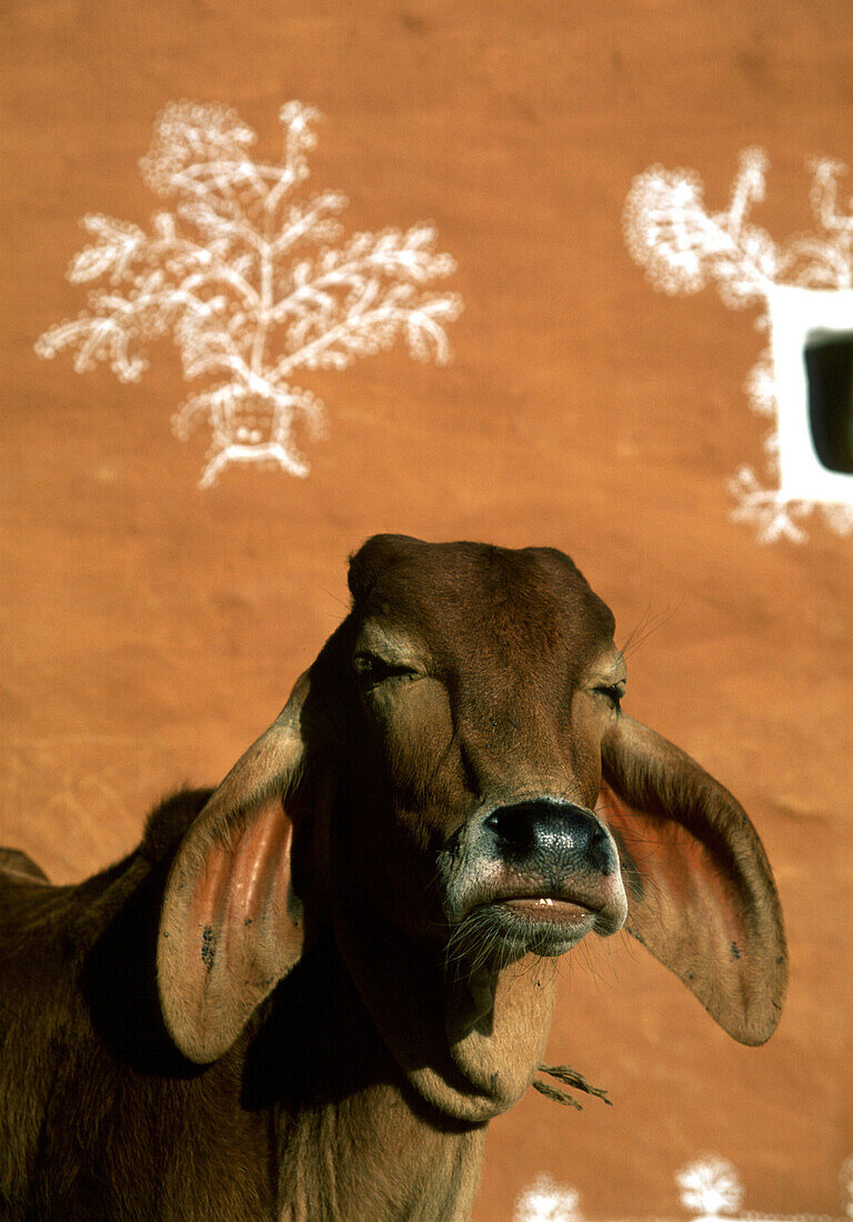 Sacred cow in front of traditional earth red adobe house inside the Fort, Jaisalmer, Rajasthan, India, Jaisalmer, Rajasthan, India