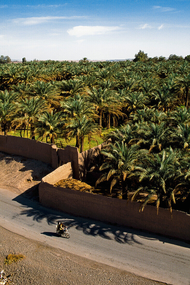 Palm trees seen from Arg-e-Bam, Bam, Iran