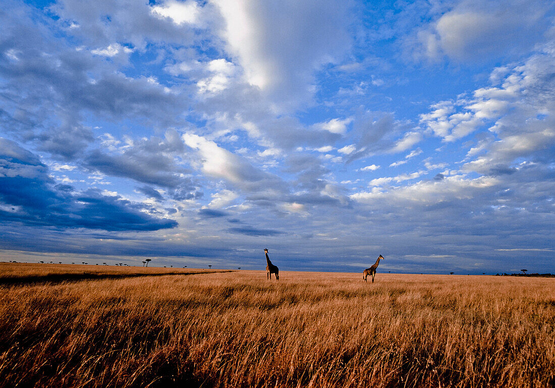 Giraffes standing in dry grass, Masai Mara, Mara Game Reserve, Kenya