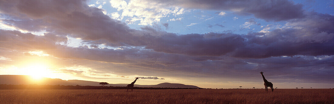 Giraffes at dawn on grasslands, Masai Mara Game Reserve, Kenya