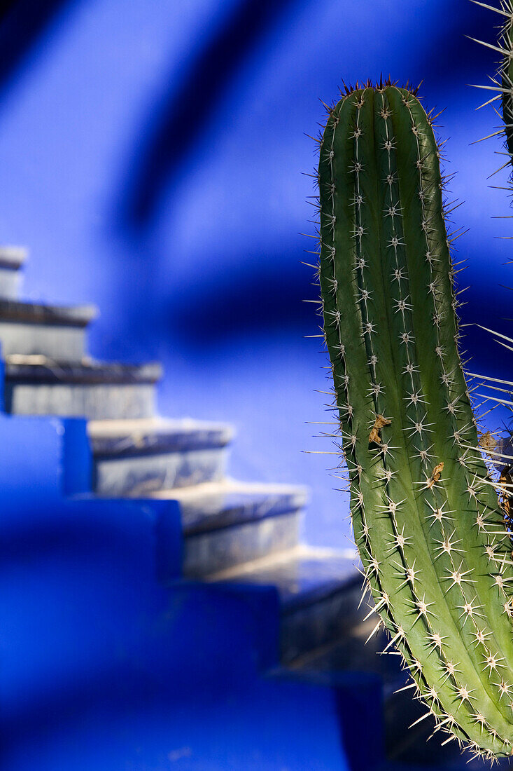 Details of a cactus with blue steps in the background in Majorelle Gardens, Marrakesh, Morocco