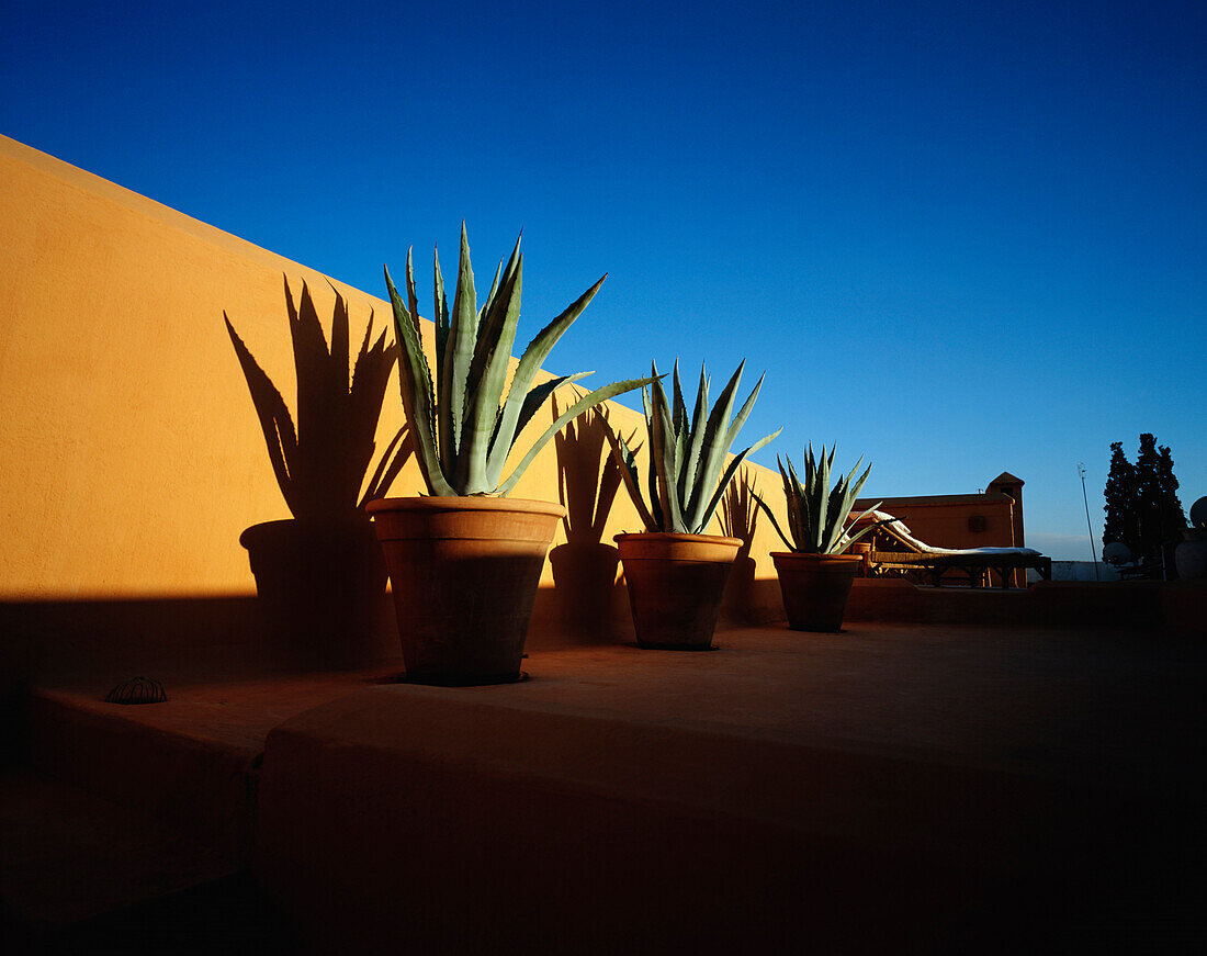 Aloe plants and sun lounger on a roof terrace, Marrakech, Morocco