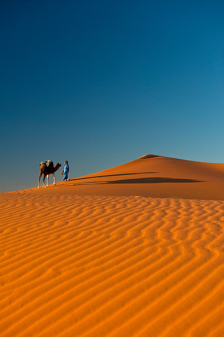 Berber leading camel across sand dunes at dusk in the Erg Chebbi, Sahara Desert, Merzouga, Morocco.