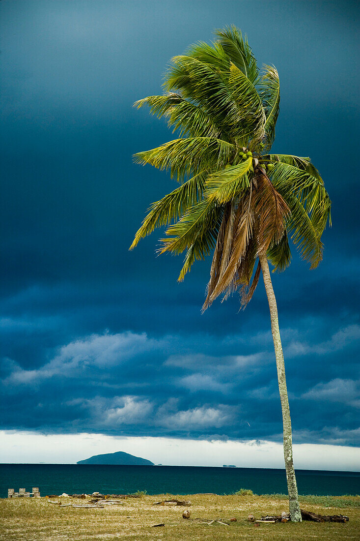 Wind swept palm tree near South China Sea, Penarek, Terengganu, Malaysia