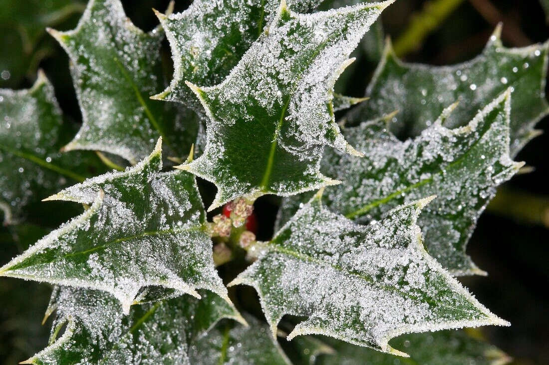 frost on holly leaves close up