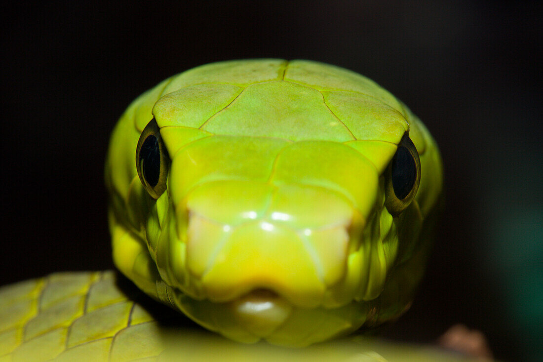 Gewoehnliche Mamba, Dendroaspis angusticeps, Kenia, Afrika