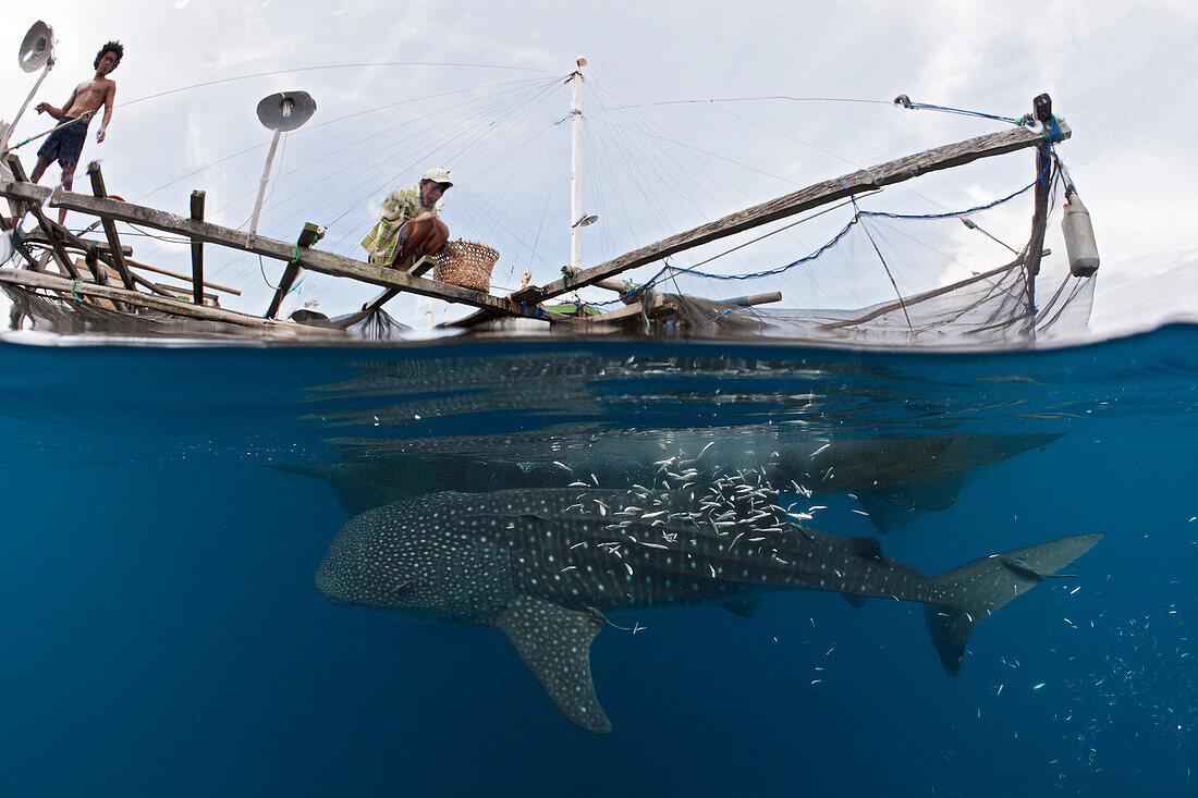 Whale Shark underneath Fishing Platform called Bagan, Rhincodon typus, Cenderawasih Bay, West Papua, Papua New Guinea, New Guinea, Oceania