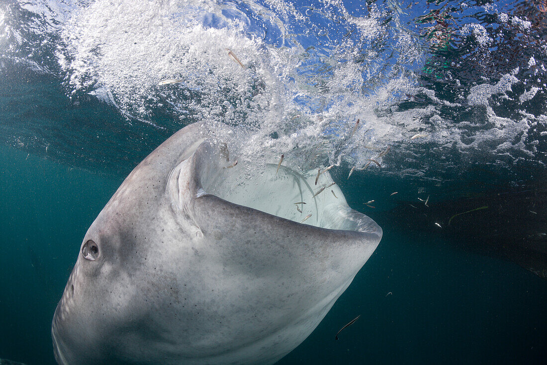 Fressender Walhai, Rhincodon typus, Cenderawasih Bucht, West Papua, Papua Neuguinea, Neuguinea, Ozeanien