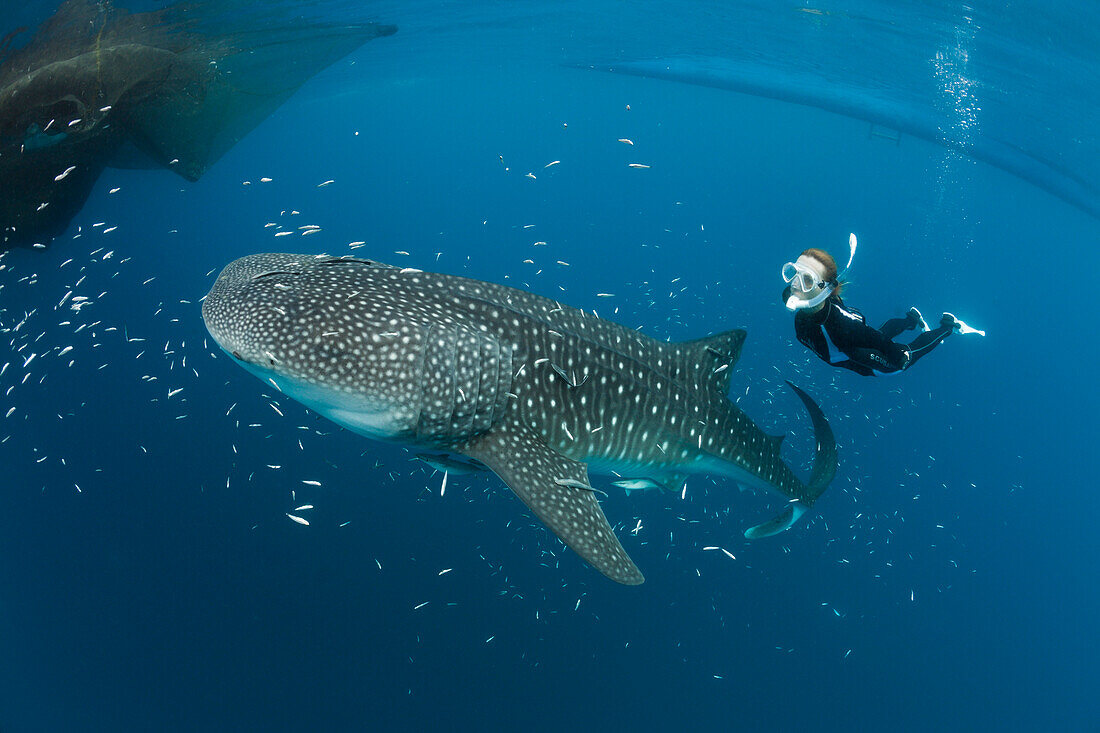 Walhai und Schnorchlerin, Rhincodon typus, Cenderawasih Bucht, West Papua, Papua Neuguinea, Neuguinea, Ozeanien