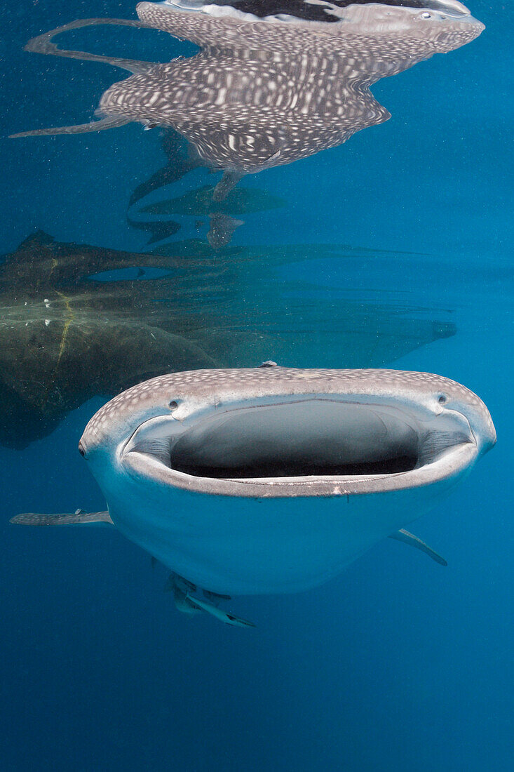 Whale Shark, Rhincodon typus, Cenderawasih Bay, West Papua, Papua New Guinea, New Guinea, Oceania