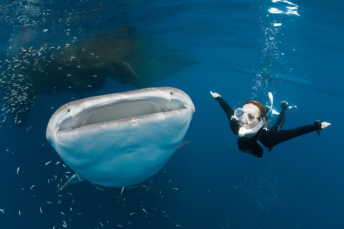 Whale Shark and Freediver, Rhincodon typus, Cenderawasih Bay, West Papua, Papua New Guinea, New Guinea, Oceania