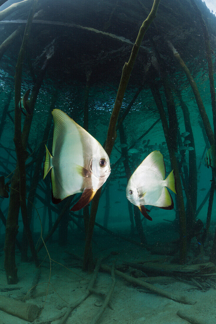 Batfish underneath Jetty, Platax teira, Cenderawasih Bay, West Papua, Papua New Guinea, New Guinea, Oceania