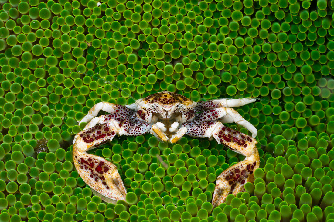 Porzellan Krebs in seiner Anemone, Neopetrolisthes oshimai, Cenderawasih Bucht, West Papua, Papua Neuguinea, Neuguinea, Ozeanien