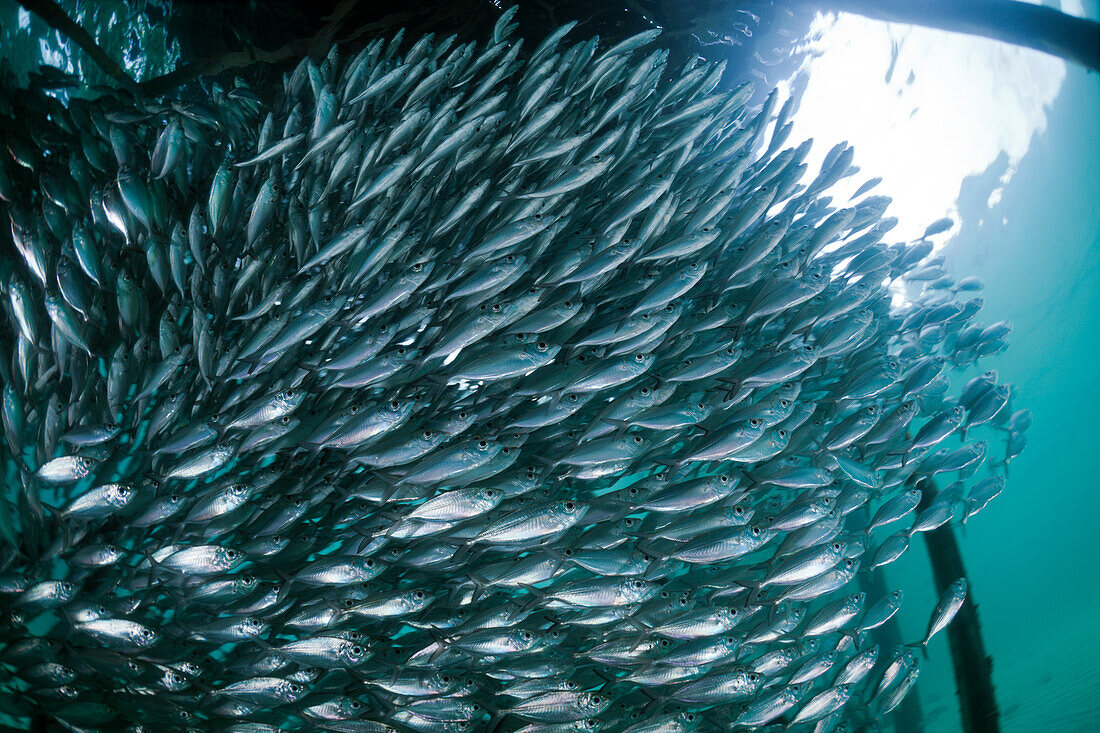 Shoal of Yellowstripe Scad in Lagoon of Ahe Island, Selaroides leptolepis, Cenderawasih Bay, West Papua, Papua New Guinea, New Guinea, Oceania