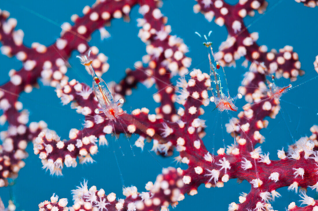 Commensal Shrimp on Seafan, Periclimenes psamathe, Cenderawasih Bay, West Papua, Papua New Guinea, New Guinea, Oceania