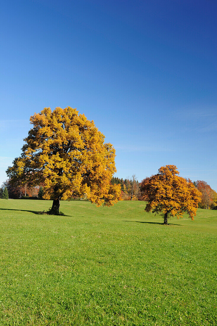 Oak trees in autumn colours, lake Tegernsee, Upper Bavaria, Bavaria, Germany, Europe