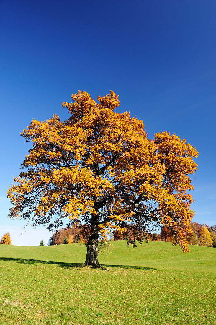 Oak tree in autumn colours, lake Tegernsee, Upper Bavaria, Bavaria, Germany, Europe