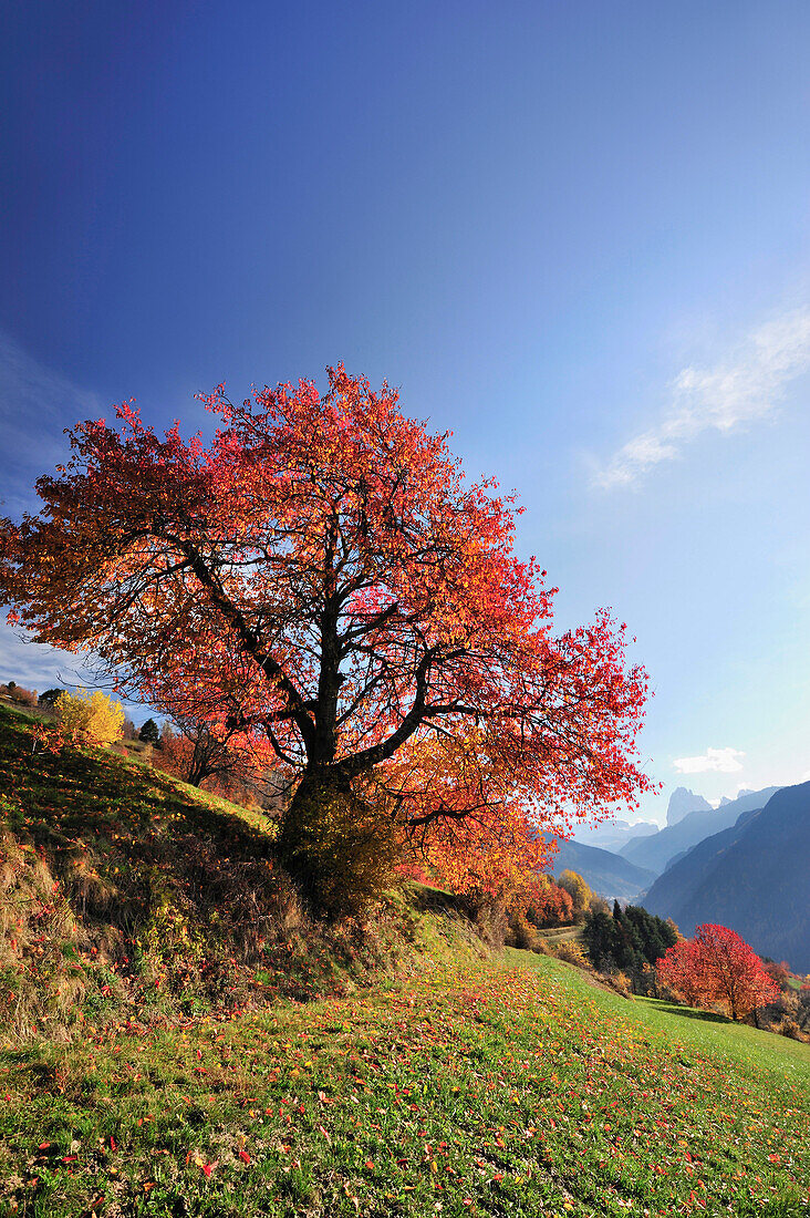 Herbstlich verfärbter Kirschbaum im Sonnenlicht, Grödnertal, Dolomiten, UNESCO Weltnaturerbe Dolomiten, Südtirol, Italien, Europa
