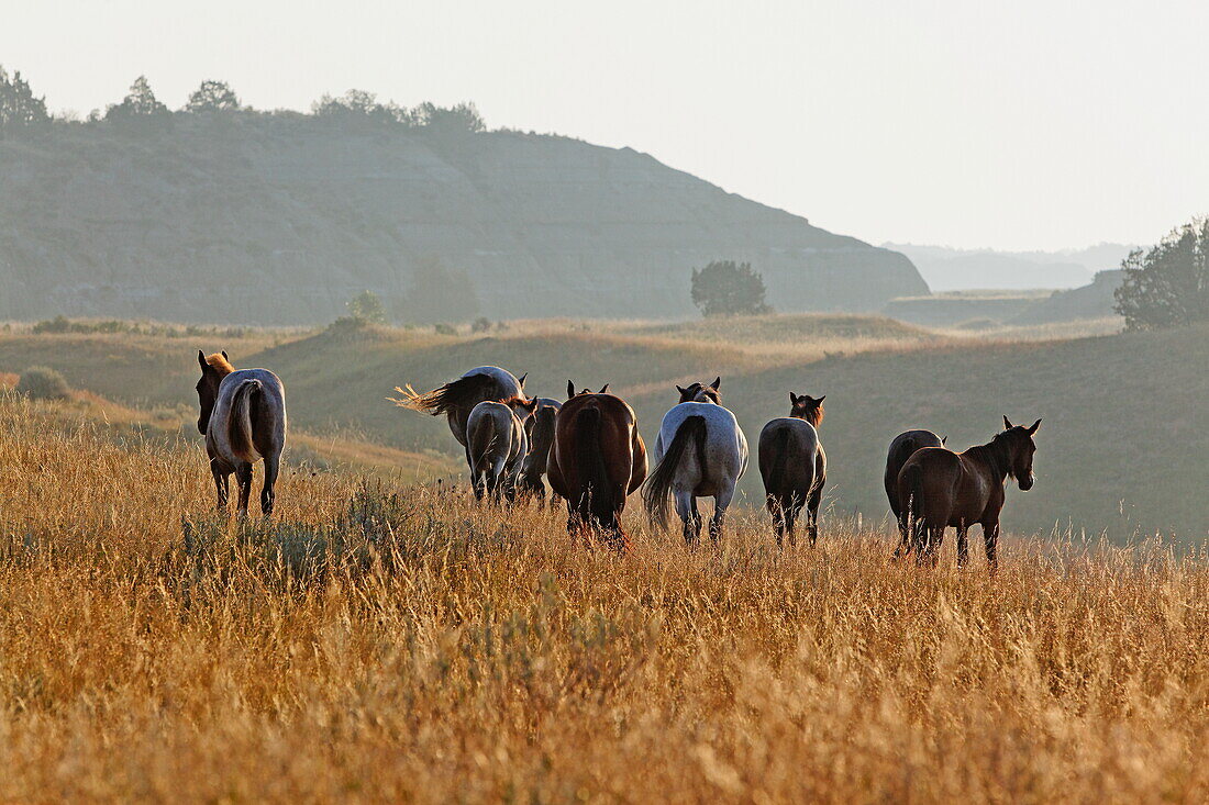 Wild horses, Theodore Roosevelt National Park, Medora, North Dakota, USA