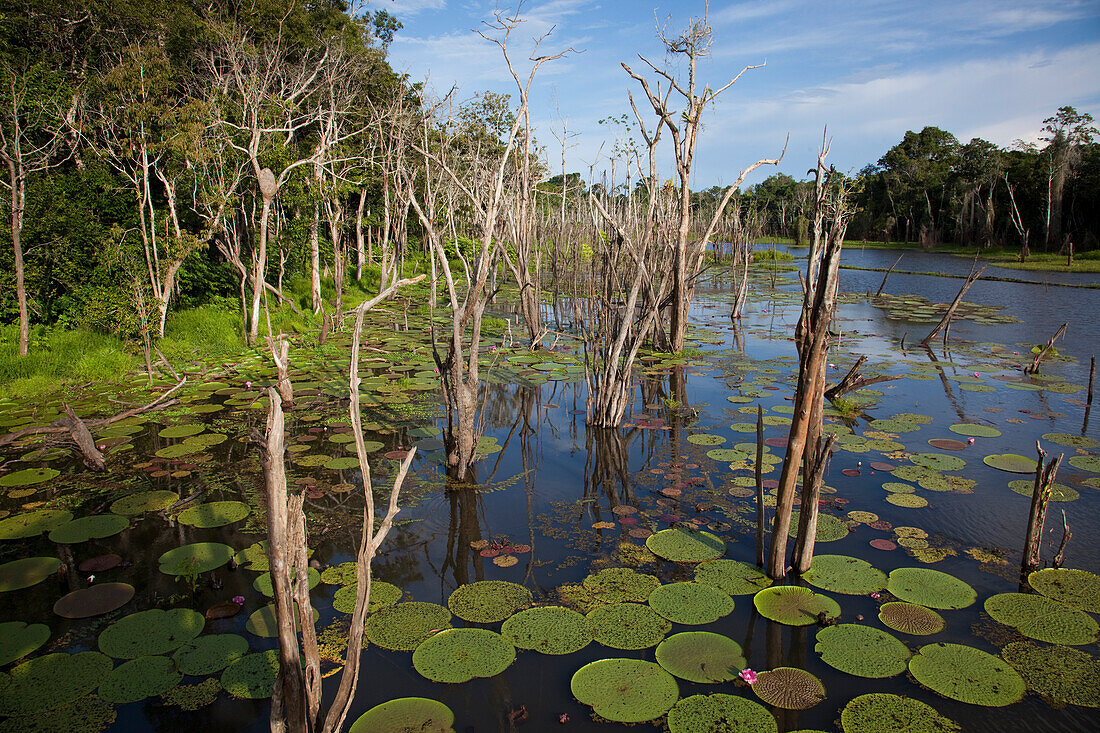 Victoria amazonica Seerosen am Lago Vitoria Regia nahe einem Seitenarm vom Fluss Amazonas, nahe Manaus, Amazonas, Brasilien, Südamerika