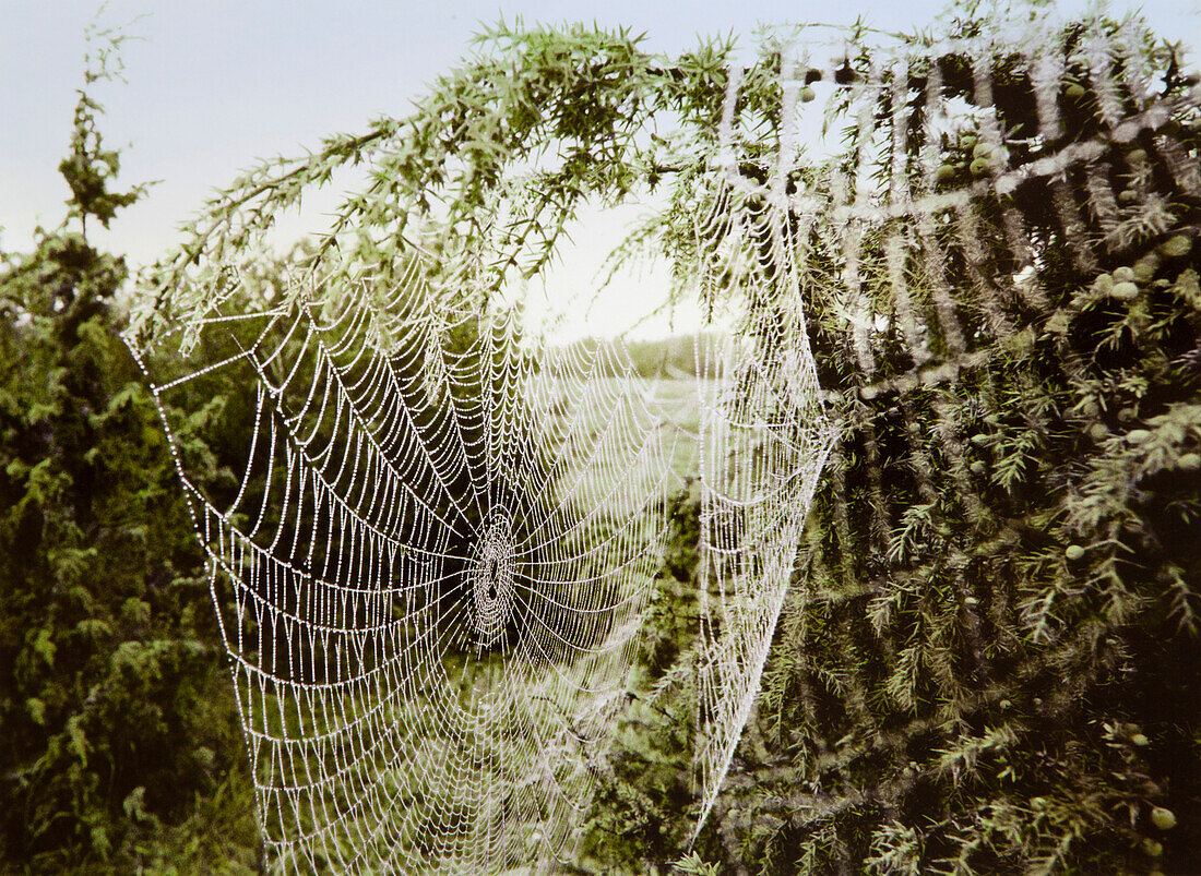 Spiderweb in fog, Oeland island, Sweden, Europe