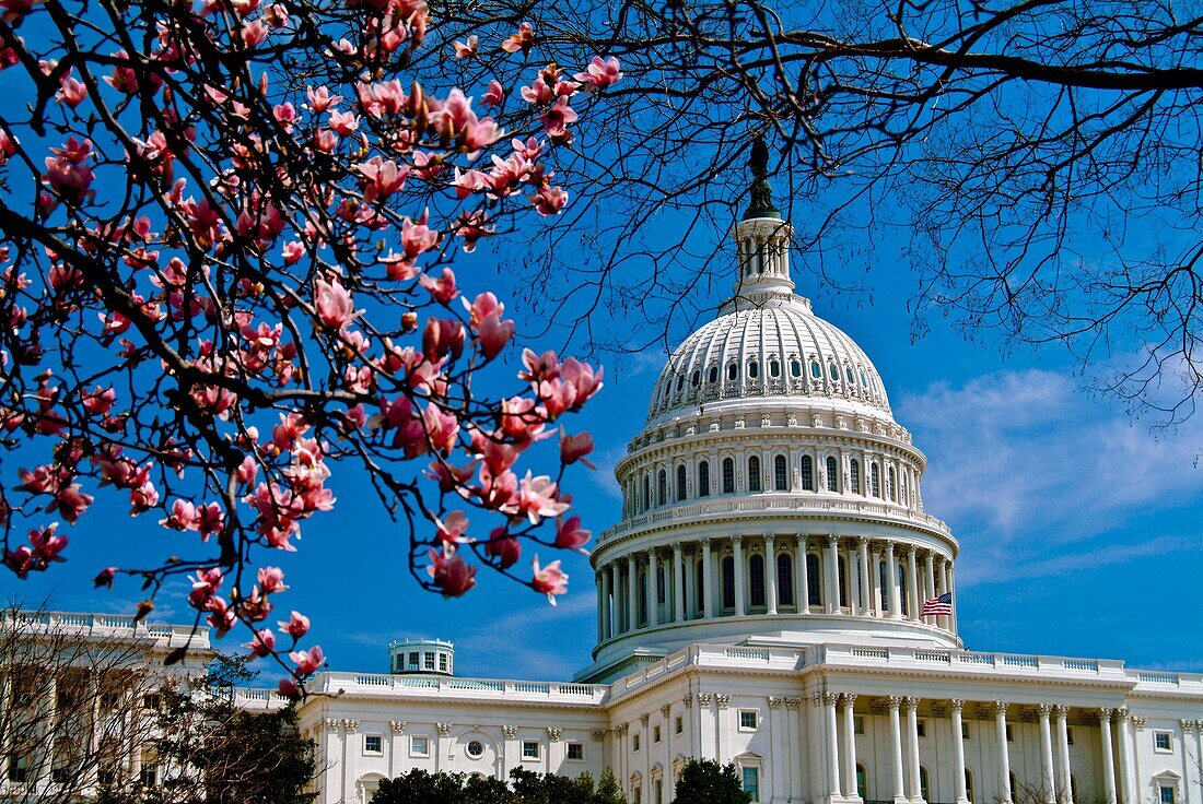 U S  Capitol in spring, Washington, DC