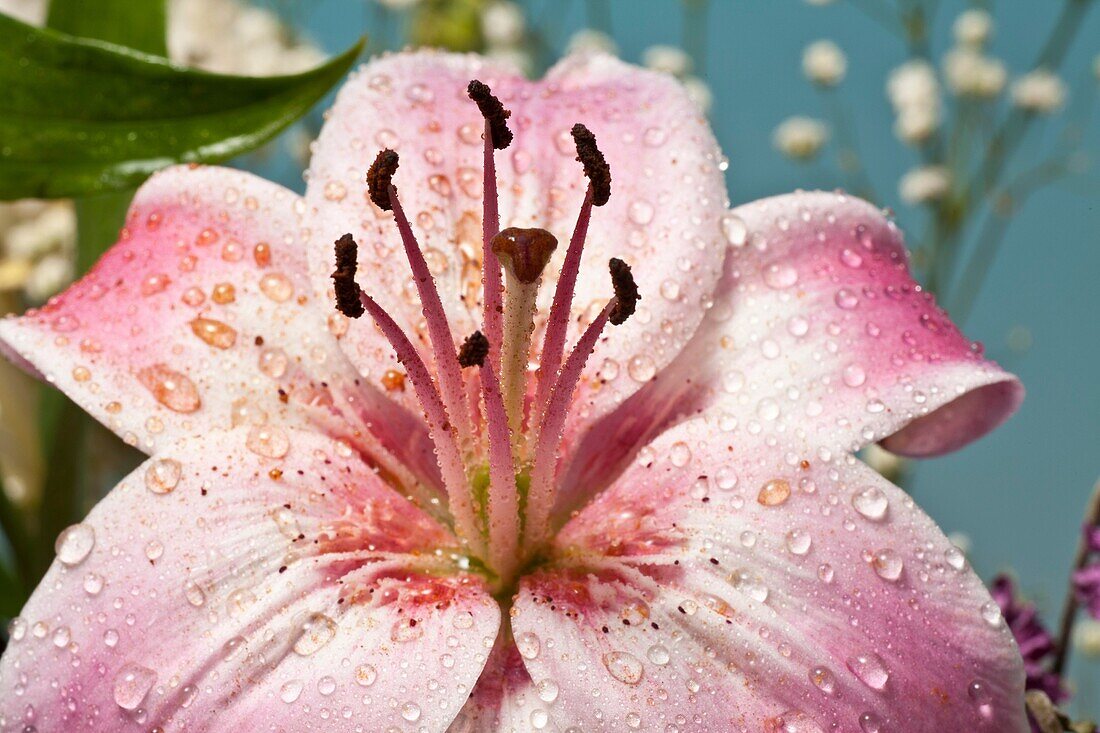 belladonna lily, the naked lady, or an amarillo, amyrillus