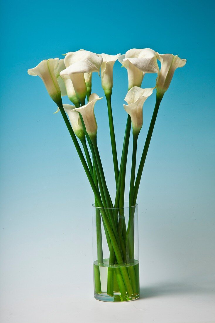 White Lily Lillium candidum