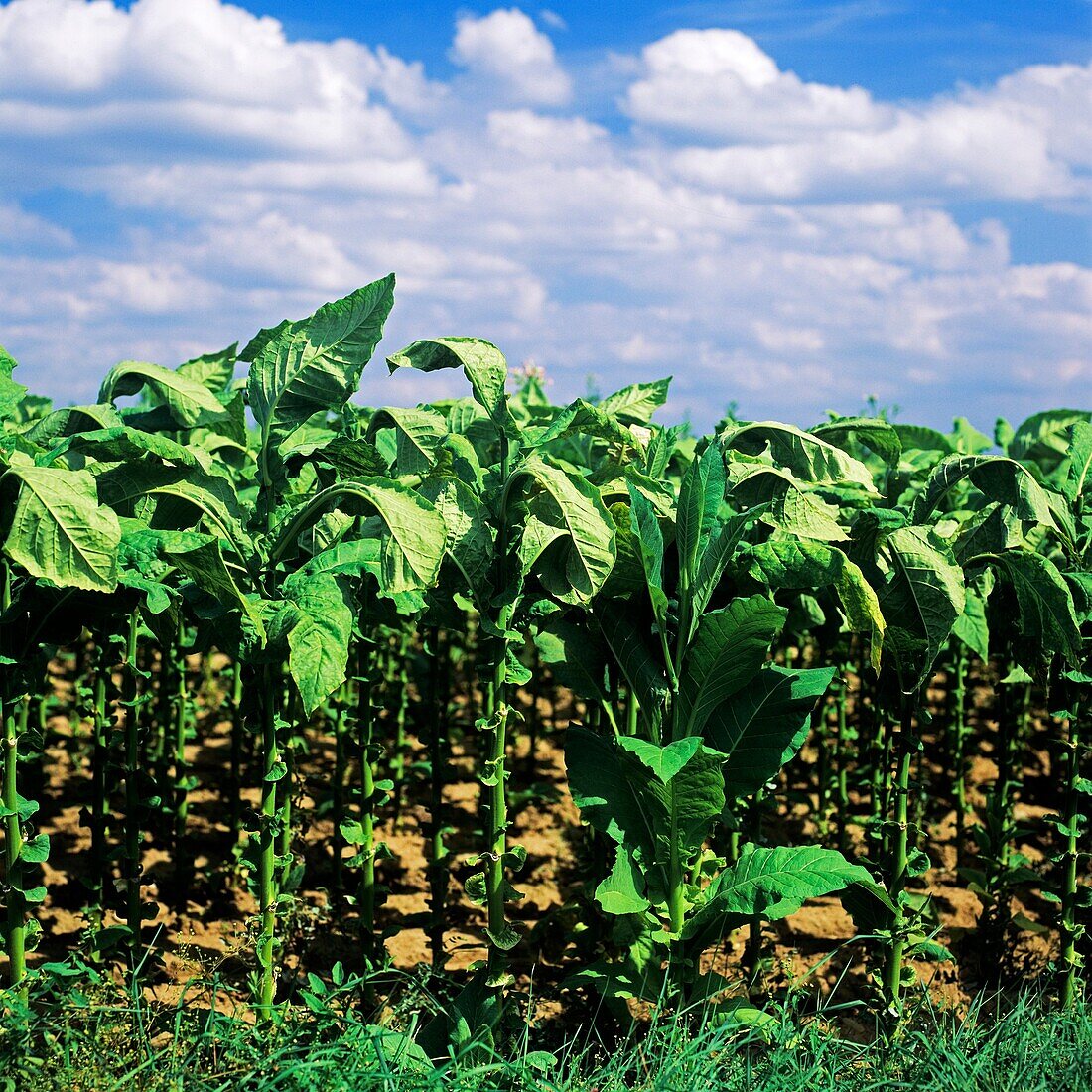 Virginian tobacco field, Alsace, France