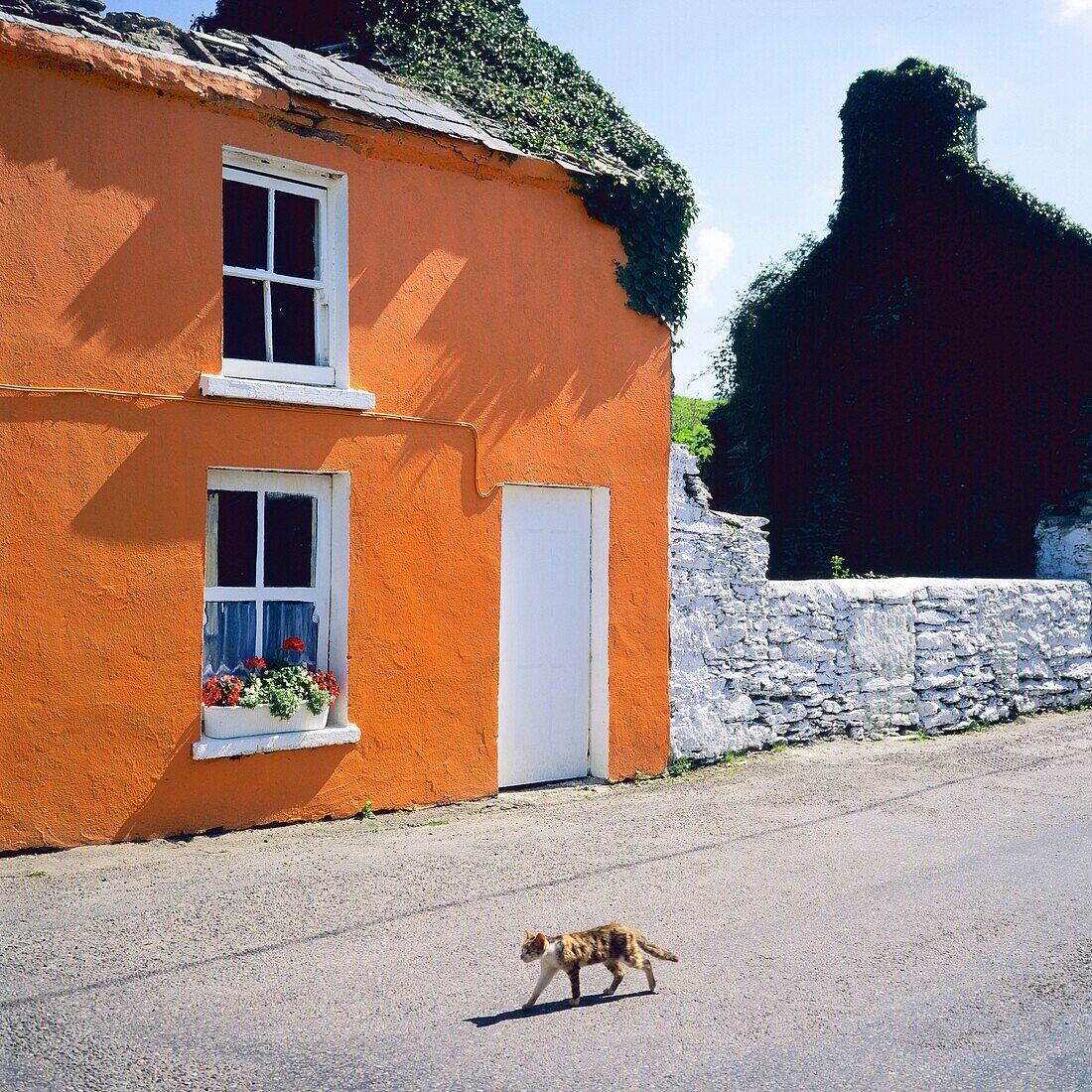 Strolling cat & vermilion painted house, Eyeries, Beara peninsula, County Cork, Ireland