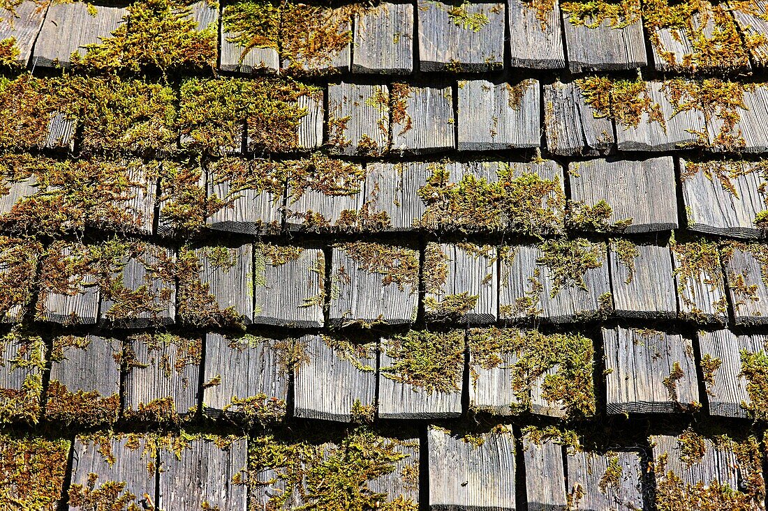 Older wood shingle roof overgrown with moss