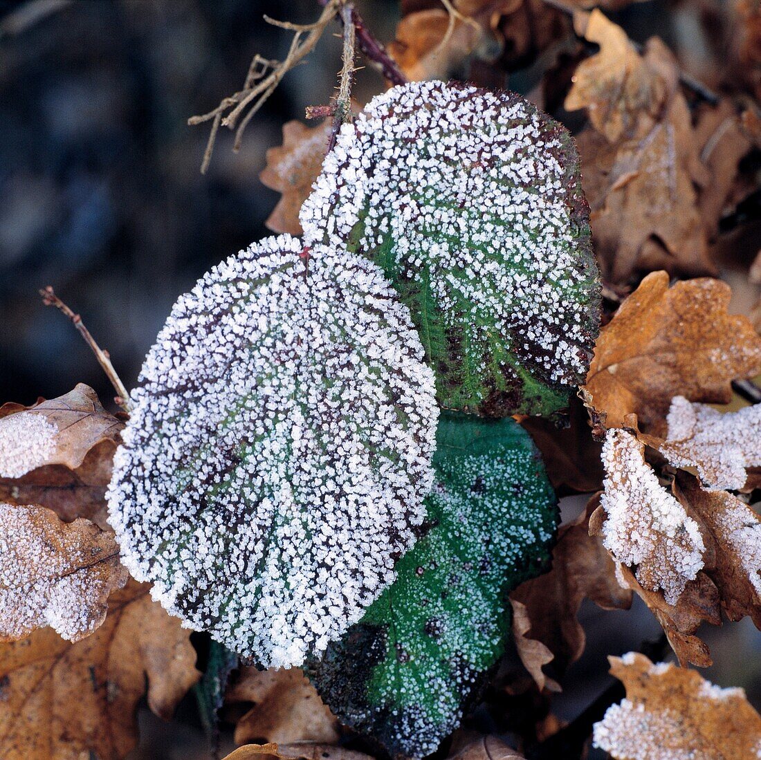 Natur, Jahreszeiten, Herbst, Herbstfaerbung, Winter, Kaelte, Herbstblaetter bedeckt mit Rauhreif, nature, seasons, autumn, autumn colouring, winter, coldness, autumn leafs covered with hoarfrost *** Local Caption *** nature, seasons, autumn, autumn colour