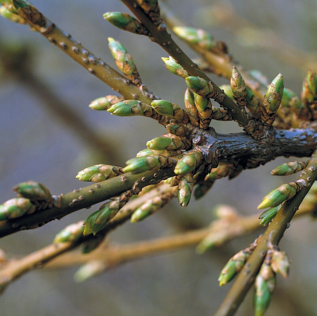 Natur, Pflanzenwelt, Bluetezeit, Pflanzentrieb, Spross, Blattknospen, nature, plant life, flowering time, plant sprout, leaf buds *** Local Caption *** nature, plant life, flowering time, plant sprout, leaf buds