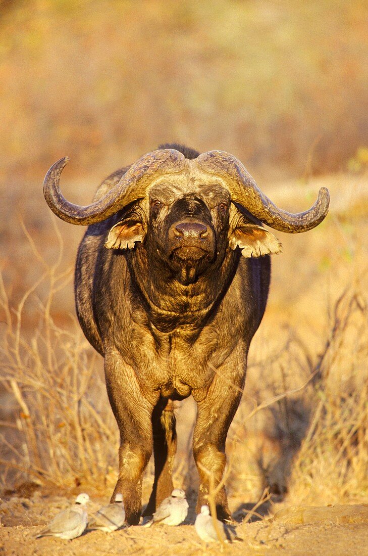 Cape Buffalo Syncerus caffer caffer - Bull in the evening light  In front of it some Cape Turtle Doves Streptopelia capicola  Kruger National Park, South Africa