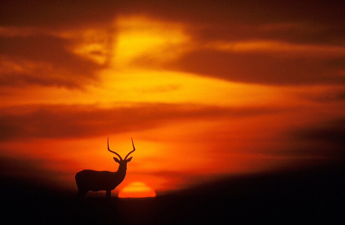 Impala Aepyceros melampus - Male at sunset  Masai Mara National Reserve, Kenya