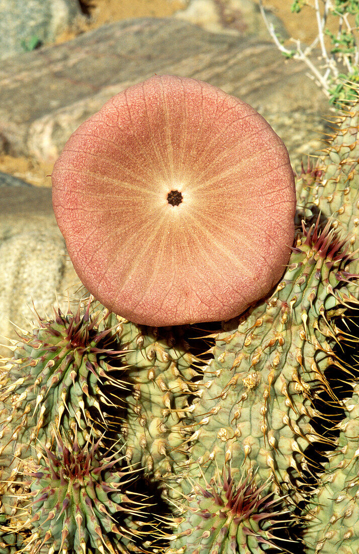 Hoodia gordonii - Succulent plant of the southern pre-Namib  In blossom  Not far from the Oranje River, Ai-Ais Richtersfeld Transfrontier Park, Namibia
