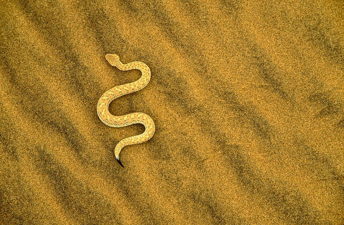 Péringuey´s Adder Bitis peringueyi - This small snake is also called ´sidewinding adder´ as it moves in smooth, lateral curves over the sand dunes  On the photo it sidewinds over a dune  Namib Desert, Namibia