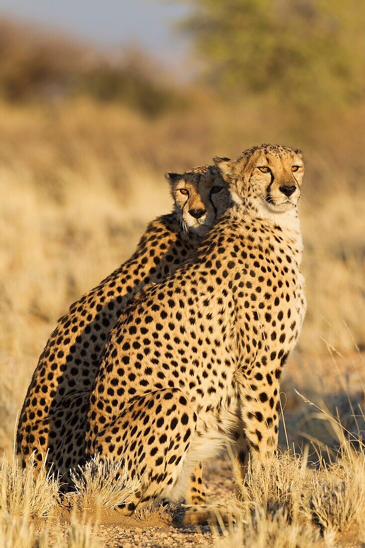 Cheetah Acinonyx jubatus - Two males  Photographed in captivity on a farm  Namibia