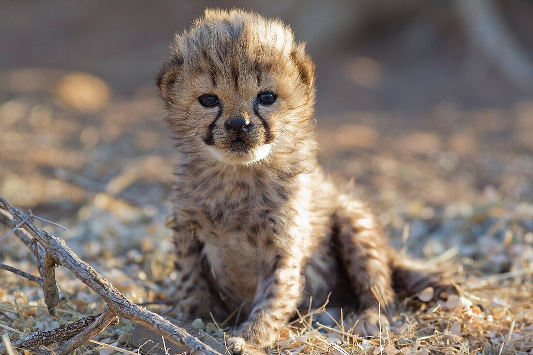 Cheetah Acinonyx jubatus - 19 days old male cub  Photographed in captivity on a farm  Namibia