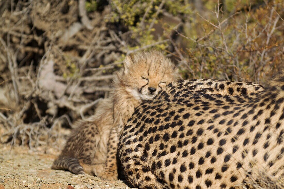 Cheetah Acinonyx jubatus - Tired 40 days old male cub next to its mother  Photographed in captivity on a farm  Namibia