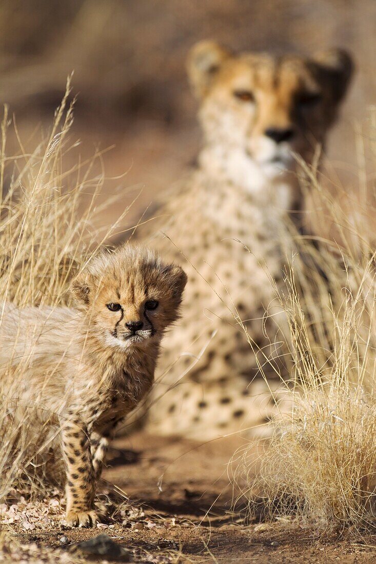 Cheetah Acinonyx jubatus - 39 days old male cub with its mother in the background  Photographed in captivity on a farm  Namibia