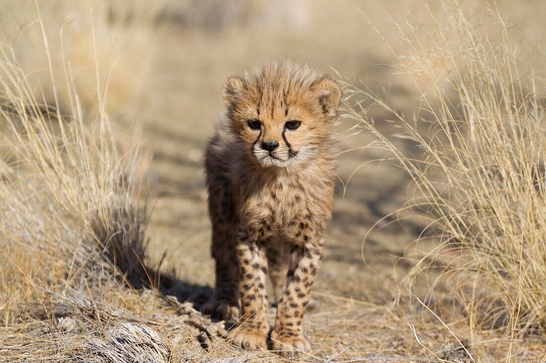 Cheetah Acinonyx jubatus - 41 days old male cub  Photographed in captivity on a farm  Namibia