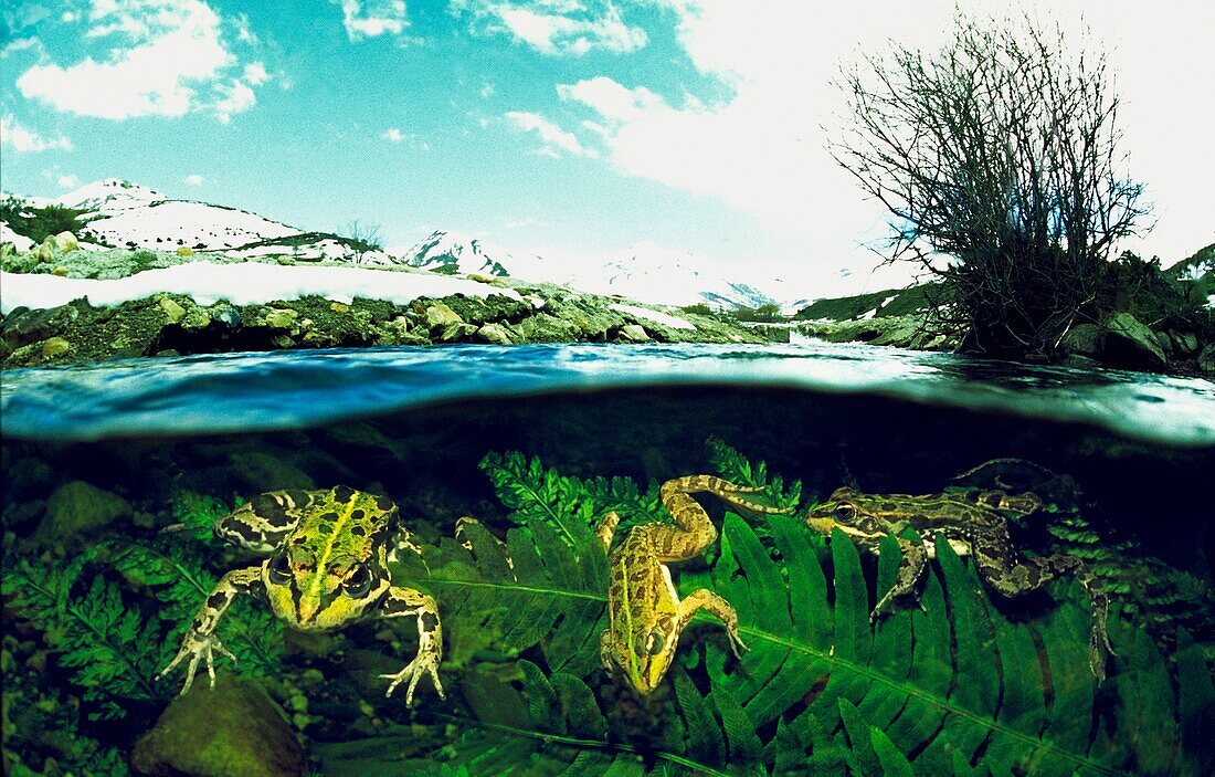 Perez´s frog, Frog, Common Frog, Green frog Rana perezi Curueño river Leon, Spain
